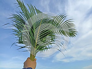 Palm leaves in hand against blue sky background. Palm Sunday backgrounds concept. Natural background with person holding palm leaf