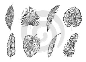 Palm Leaves Hand Drawn Doodle Vector Illustrations Collection. Fan, Banana, Fern and Monstera Leaf Floral Tropical