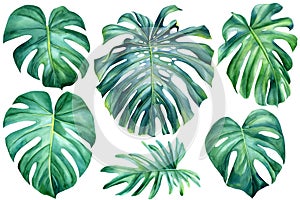 Palm leaves on isolated white, watercolor drawing, botanical painting, summer flora, Set tropical plants