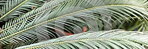 Palm leaves in the jungle. Beautiful tropical background. Web banner.