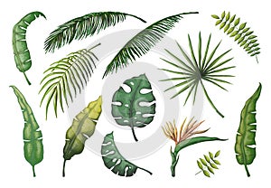 Palm leaves. Jungle hand drawn trees, floral vintage banana coconut decorative plants, green exotic monstera leaf