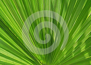 Palm leaves like a fan
