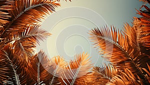 Palm leaves oin the sky with sepia tones.Palm tree with coconut, retro style photo. Summer travel destination. Fluffy