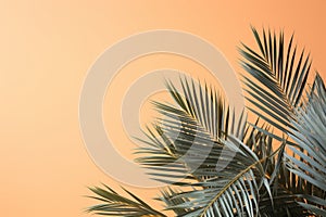 Palm leaves on orange background with copy space