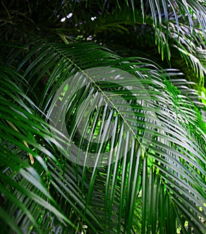 Palm leaves over nature background, beautiful tropical beach tree