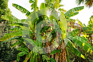 Palm leaves in a park in the tropics. vegetation in the subtropics and tropics.