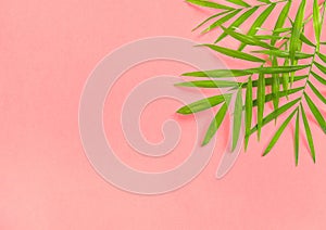 Palm leaves pink Floral flat lay Summer holidays