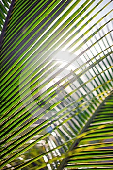 Palm leaves, plant over nature background, ropical beach tree