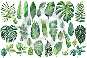 Palm leaves set, watercolor botanical painting. Jungle illustrations, monstera and banana leaf. Tropical green plant.