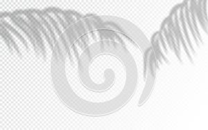Palm leaves shadow silhouettes isolated on background.