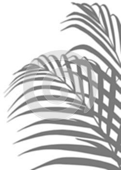 Palm Leaves silhouette, Leaf Shadow, Tropical Coconut Leaf Overlay, Element Branches tree object for Spring Summer, Mock up