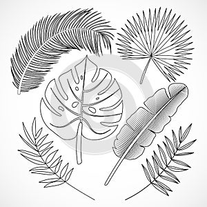 Palm leaves silhouette set outline