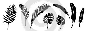 Palm leaves silhouette set vector background. Jungle foliage in black color isolated on white backdrop. Exotic tree
