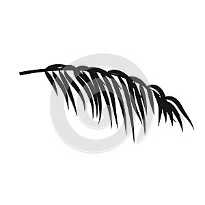 Palm leaves silhouettes isolated on white background