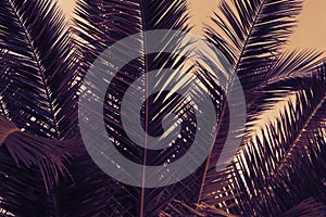 Palm leaves silhouettes with moon lighted background, exotic abstract tropical night, travel and adventure concept