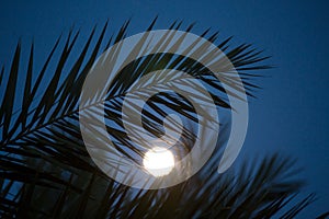 Palm leaves silhouettes in moonlight