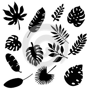 Palm leaves silhouettes set isolated on white background. Tropical leaf silhouette elements set isolated. Palm, fan palm