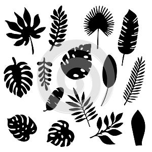 Palm leaves silhouettes set isolated on white background. Tropical leaf silhouette elements set isolated. Palm, fan palm