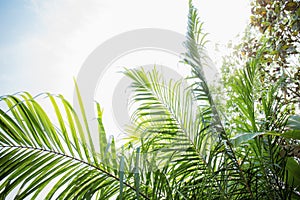 Palm leaves at sky