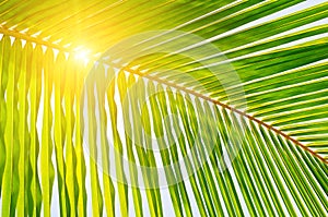 palm leaves and sun on blue sky