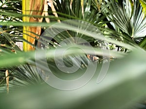 Palm leaves in the sun and the roof rafters