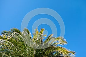 Palm leaves in sunshine on clear cloudless blue sky background, copy space. Concept summertime, vacation, tropics, nature, exotic