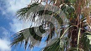 Palm leaves sway in the wind against a blue sky