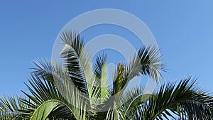 Palm leaves are swaying against the background of the blue sky. Summer time, tourism and vacation concept