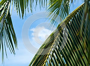 Palm leaves taking pleasure of sun and blue sky