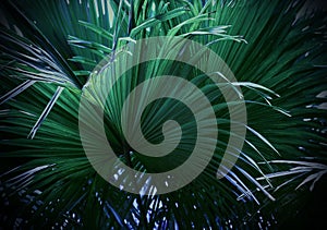 Palm leaves texture background