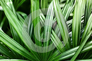 Palm leaves texture, dark green tropical leaf pattern, jungle foliage, palm tree branch, rhapis excelsa, bamboo, lady palm