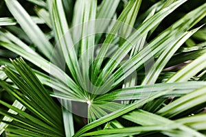 Palm leaves texture, dark green tropical leaf pattern, jungle foliage, palm tree branch, rhapis excelsa, bamboo, lady palm