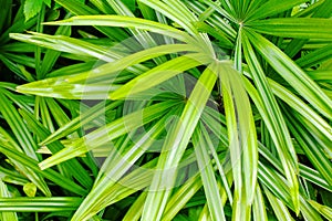 Palm leaves texture, light green tropical leaf, jungle foliage, palm tree branches, rhapis excelsa, bamboo, lady palm