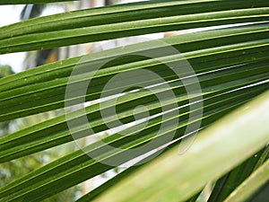 Palm leaves texture with shadow