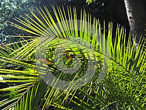 Palm leaves texture with shadow and light. Tropical beautiful background. Palms, Arecaceae, Palmae, Palmaceae, a family photo