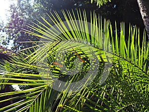 Palm leaves texture with shadow and light. Tropical beautiful background. Palms, Arecaceae, Palmae, Palmaceae, a family