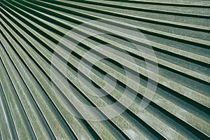 Palm leaves texture with shadow