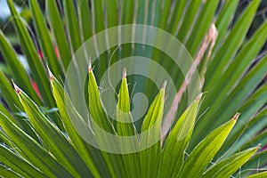 Palm leaves of Thrinax radiata in a garden in Kibbutz Kfar Glikson northwest Israel