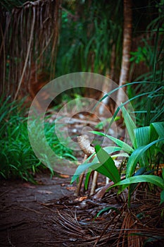 Palm leaves. Tropical Forest on the island in indian ocean. Beautiful landscape of humid tropical jungle