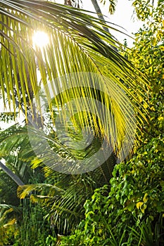 Palm leaves.Tropical Forest on the island in indian ocean.Beautiful landscape of humid tropical jungle .Picture of a tropical fore