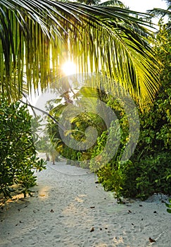 Palm leaves.Tropical Forest on the island in indian ocean.Beautiful landscape of humid tropical jungle .Picture of a tropical fore