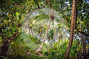 Palm leaves.Tropical Forest on the island in indian ocean.Beautiful landscape of humid tropical jungle. Tropical forest