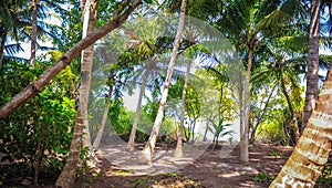 Palm leaves.Tropical Forest on the island in indian ocean.Beautiful landscape of humid tropical jungle. Tropical forest