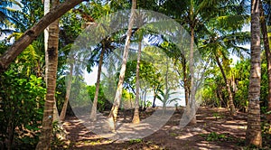 Palm leaves.Tropical Forest on the island in indian ocean.Beautiful landscape of humid tropical jungle. Tropical forest