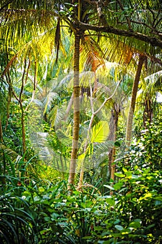 Palm leaves.Tropical Forest on the island in indian ocean.Beautiful landscape of humid tropical jungle. Tropical forest