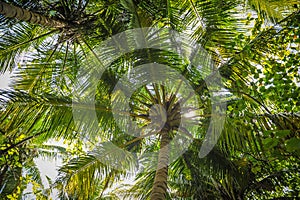 Palm leaves.Tropical Forest on the island in indian ocean.Beautiful landscape of humid tropical jungle. Tropical forest