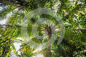 Palm leaves.Tropical Forest on the island in indian ocean.Beautiful landscape of humid tropical jungle. Tropical forest