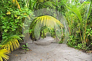 Palm leaves. Tropical Forest on the island in Indian ocean. Beautiful landscape of humid tropical jungle. Tropical forest