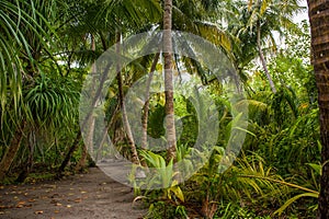 Palm leaves. Tropical Forest on the island in Indian ocean. Beautiful landscape of humid tropical jungle. Tropical forest