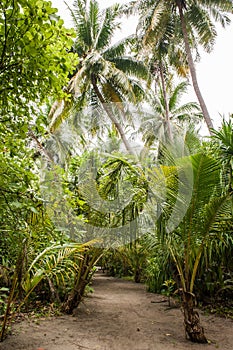 Palm leaves. Tropical Forest on the island in Indian ocean. Beautiful landscape of humid tropical jungle. Tropical forest